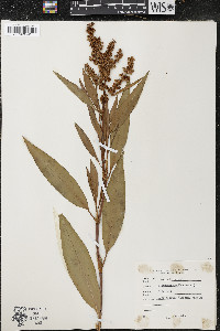 Rumex altissimus image