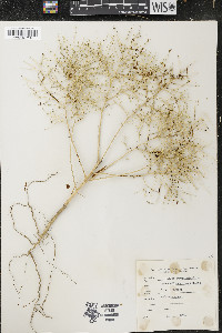 Cycloloma atriplicifolium image