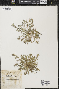 Blitum nuttallianum image