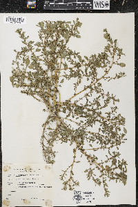 Amaranthus graecizans image