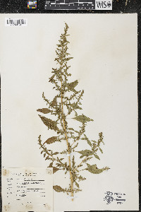 Amaranthus tuberculatus image