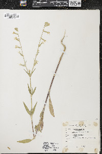 Silene dichotoma image