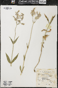 Silene vulgaris image