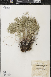 Pulsatilla patens subsp. multifida image