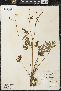 Ranunculus septentrionalis image