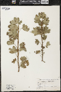 Ribes odoratum image