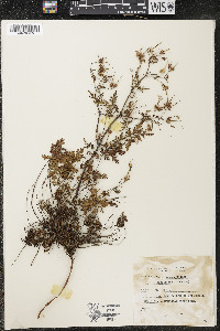 Geranium robertianum image