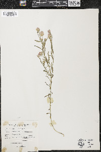 Polygala sanguinea image