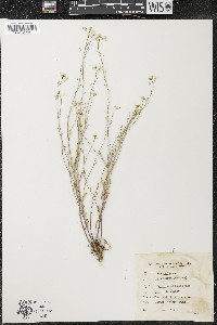 Arabidopsis lyrata image