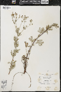 Potentilla argentea image