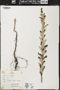 Spiraea tomentosa image