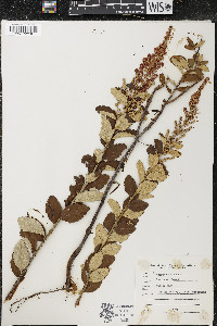 Spiraea tomentosa image