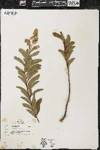 Spiraea alba image