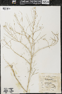 Sisymbrium altissimum image