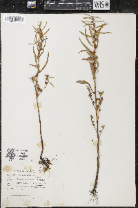 Ludwigia polycarpa image