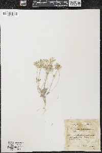 Draba reptans image