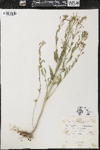 Erysimum cheiranthoides image