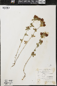 Trifolium aureum image