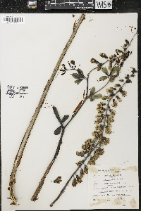 Baptisia alba var. macrophylla image