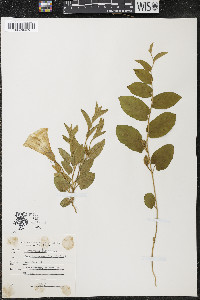 Convolvulus spithamaeus image