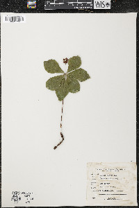 Cornus canadensis image