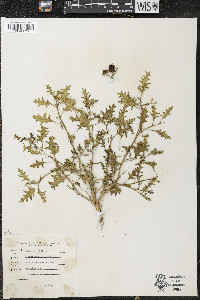 Solanum triflorum image