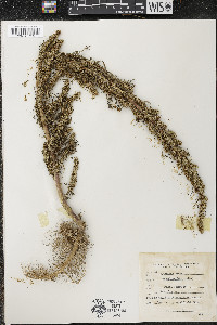 Artemisia biennis image