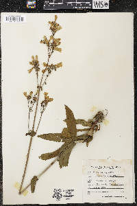 Penstemon gracilis image