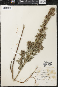 Lespedeza capitata image