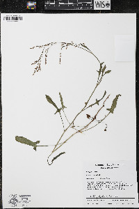 Rumex acetosa image