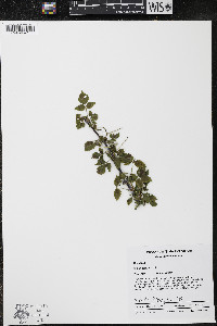 Rubus occidentalis image