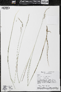 Schizachne purpurascens image