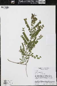 Amorpha canescens image