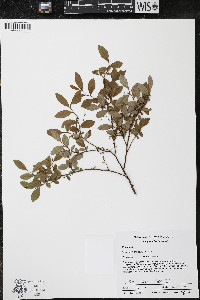 Vaccinium angustifolium image