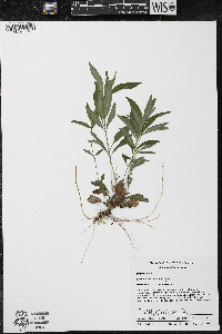 Lysimachia lanceolata image