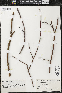 Cornus alternifolia image