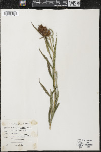 Chelone glabra var. linifolia image