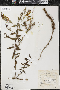 Linaria dalmatica image