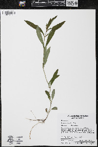 Lysimachia lanceolata image