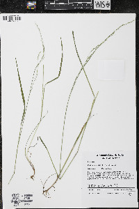 Festuca subverticillata image