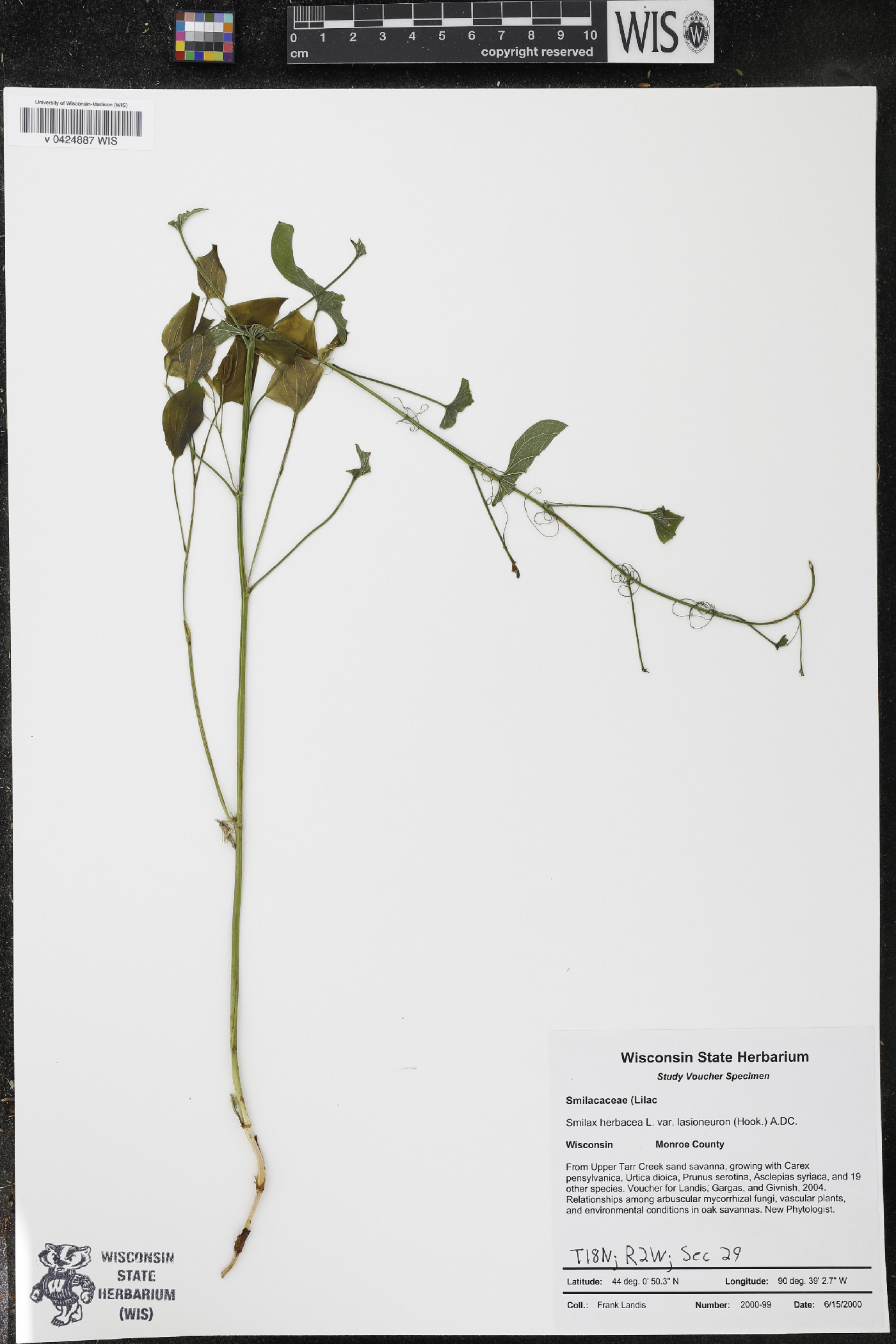 Smilax herbacea var. lasioneura image