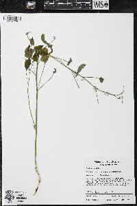 Smilax herbacea var. lasioneura image