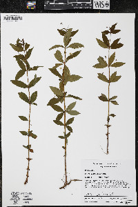 Lysimachia lanceolata image
