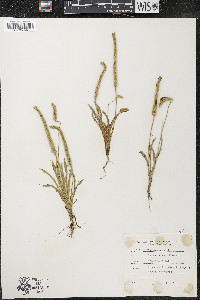 Plantago patagonica image