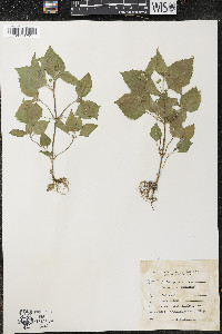 Galinsoga parviflora image