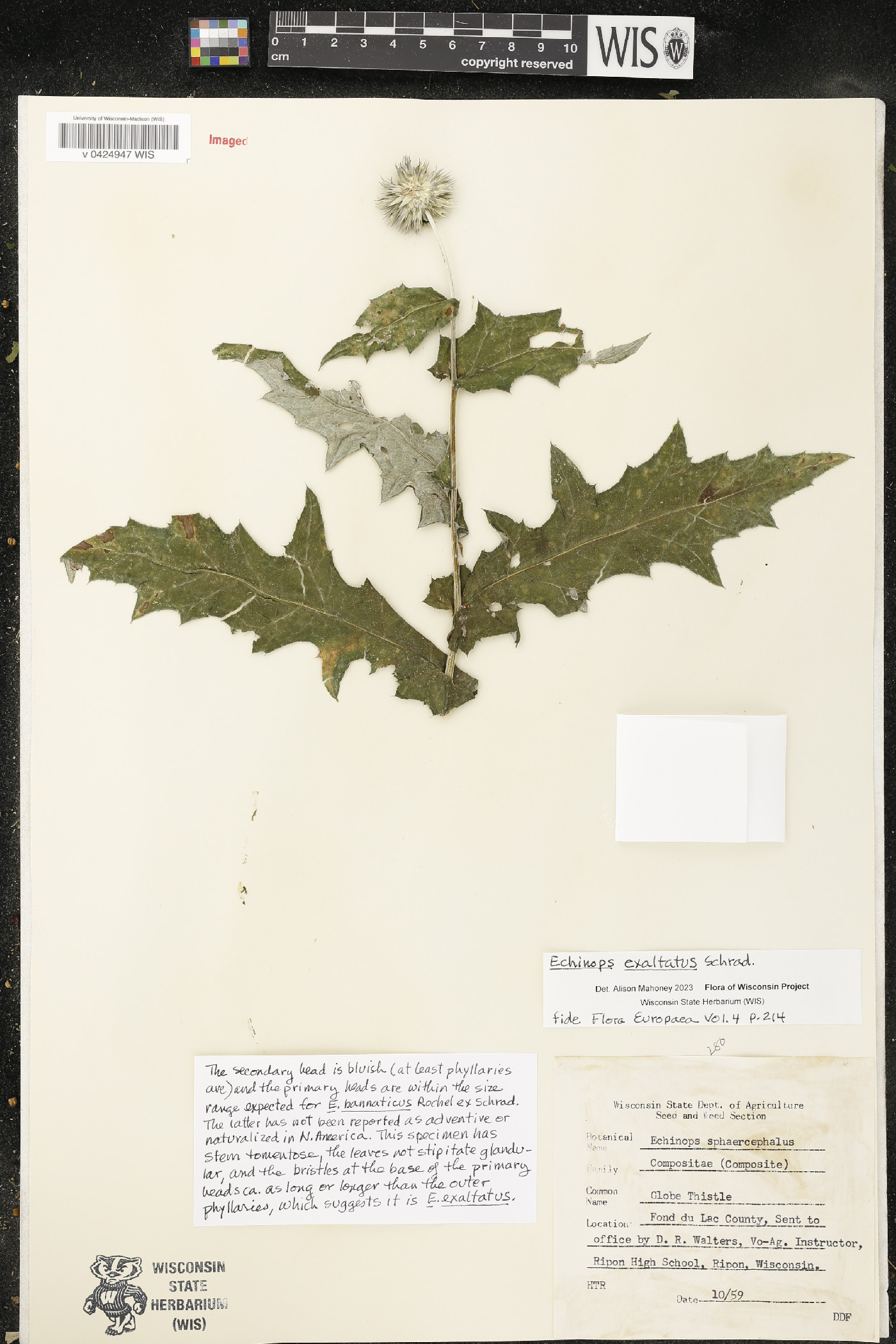 Echinops exaltatus image