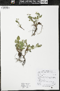 Viola macloskeyi image