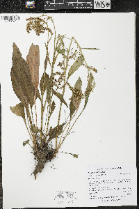 Rumex paucifolius image