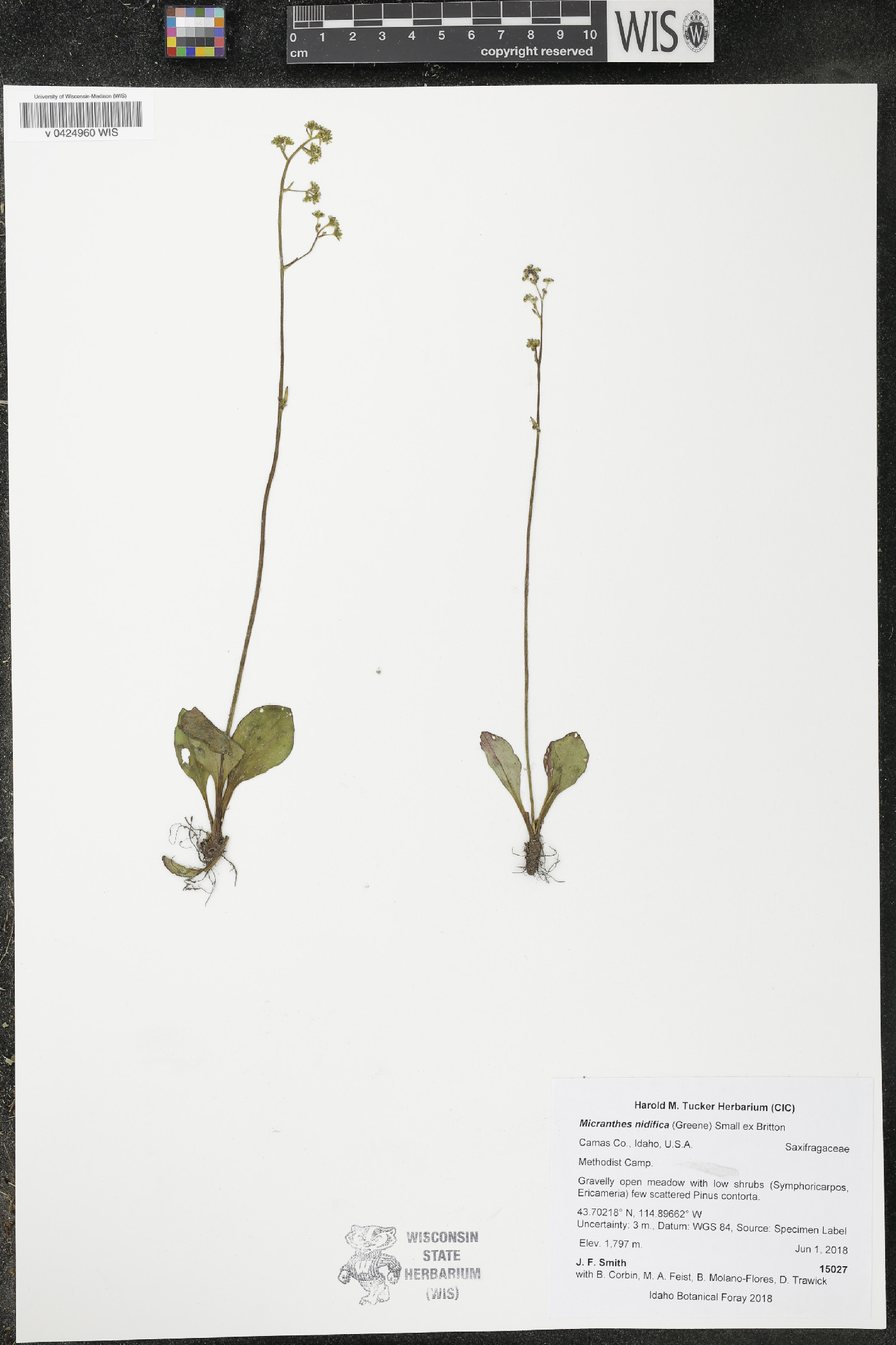 Micranthes nidifica image