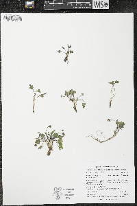 Viola purpurea image